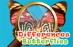 DIFFERENCES BUTTERFLIES